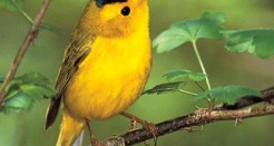 Audubon Birds, a Real Sweet Tweet for Your Android