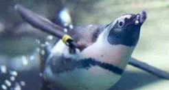Cute Alert! Pocket Penguins Puts Real Time Penguin Antics on Your Android