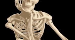 Human Anatomy: Now Shake Them Skeleton Bones