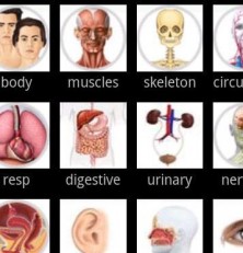 Visual Anatomy Free: the Neck Bone’s Connected to the…