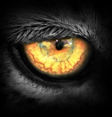 Watch Animals in Real Time with Leopard TV